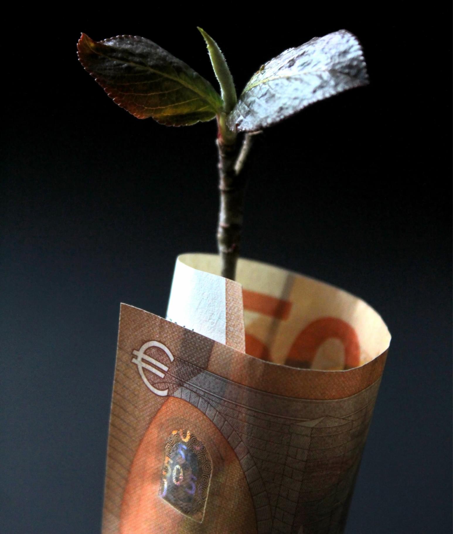 Money Tree Strategy Image